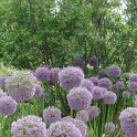 Allium giganteum
